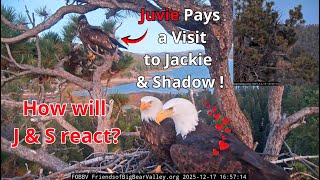Juvie Visits Jackie & Shadow in The Nest! Jackie Hesitates, but ...😮Is This Sunny or Gizmo?