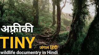Tiny forests - Hindi documentary! Africa wildlife documentary in Hindi