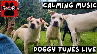 Doggy Tunes Live Radio
