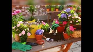 Terrace gardening