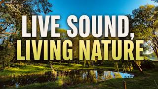 1 Hour Living Nature Scene | Real Sounds Music for Sleep & Meditation