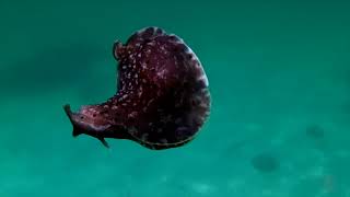 Sea-life of Destin, Florida: Filmed by J-Rich Da Pit