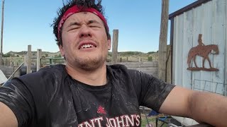Shearing Hot Show Sheep In 90+ Degree Weather, Montana Shearing