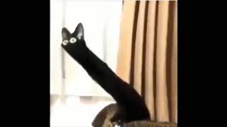 this is extremly cursed (original video by LT felix)