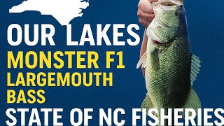 Protecting North Carolina Bass Fisheries | F1 Stocking Update & Spotted Bass Risks