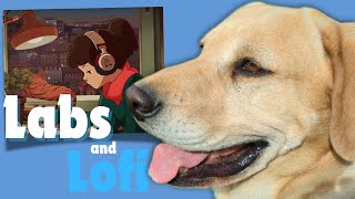 Labs and Lofi - 4K #labslive