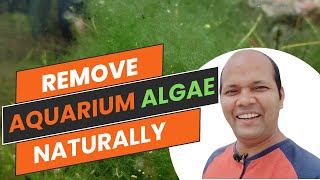 HOW TO: Remove ALGAE Naturally | Hindi | #happyfinsandnature