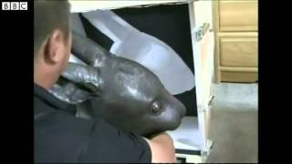 Moment crate opened to reveal looted China head statues