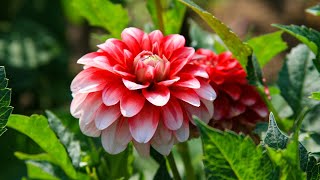 healing music for the heart and blood vessels 🌿 calms the nervous system and pleases the soul