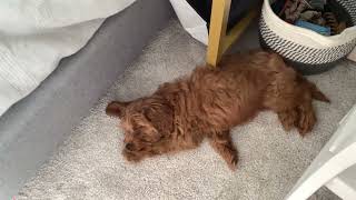My puppy
