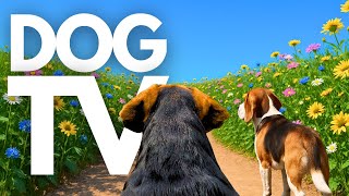 TheDogCam | 10hrs of Tranquil Virtual Dog Walks Along Blooming Country Paths 🐾☀️ GoPro DogTV