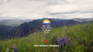 Fort Nelson Complex Operational Update July 3