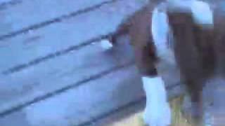 Puppy runs full speed into screen door
