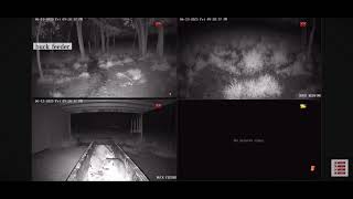 Feeder Bandits: Raccoons Try to Steal Our Camera After a Late Night Snack! @LipCurlScents