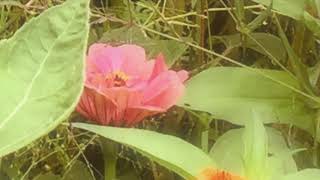 The buttercup's story