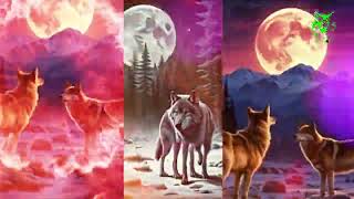 LOBO