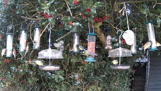Stream of 100's of Birds Feeding In UK Garden: Day 83:C - 22/11/25 Afternoon, Tit’s, Finches -Silent