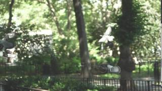 Moment: Birds
