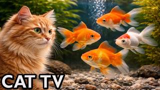 🔴 LIVE Cat TV Aquarium 🐟 Real Fish for Cats to Watch | Cat Aquarium