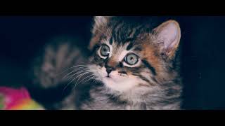 Lumix GH5 + SIGMA 50-100MM Handheld Test Footage 4K 24p