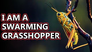 Locust facts: technically also grasshopper facts | Animal Fact Files