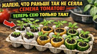 The secret to sowing tomatoes for seedlings! I sow only this way for plump, stocky seedlings.