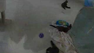 The Kitty Tango (Recess at DOCPAC)