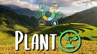 The Exponential Harvest Strategy - Plant