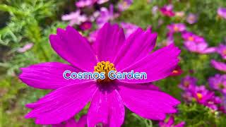 Cosmos Garden - JAPAN