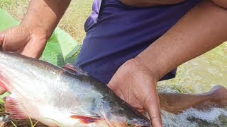 Catch and Cook Fish for Survival - Primitive Survival Skills - Life in Jungle