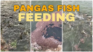 Pangas Ready To Sale || Fish Farm