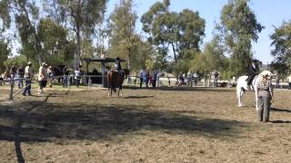 Hannah & Marco NA - Walk/Trot  RCAHA Show