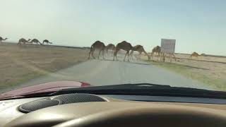 Camel2