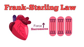 Frank-Starling Law