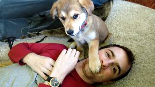 When Dogs Are Being Total Little Humans 😂 Funny Dog and Human