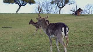 🌟 Jaw-Dropping Wildlife Sight | Free Stock Video | Herd of Deer in Grass Field 🌟