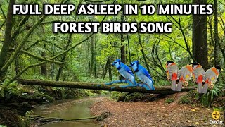 Forest Bidrsong & Water Sound For Relaxing Deep Sleep.Healing Music