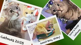 Catmas 2025 Purrcious Meowmories #cats