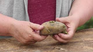 How to Plant Potatoes