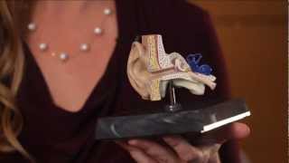 How Does the Ear Work by Melissa K. Rodriguez