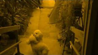 Dos perros tontos 2.0