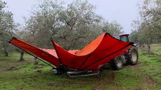 Harvesting Olives