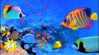 Deep Ocean - Relaxing Music for Sleep, Healing, Concentration, Work, Study 🌞 #relaxingmusic