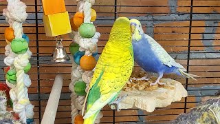 7 hours of relaxing budgie parakeet sounds