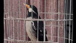 Indian paid myna singing bird
