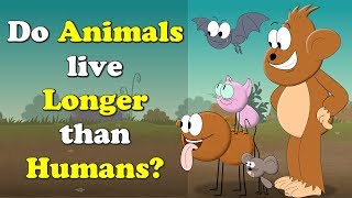 Do Animals live Longer than Humans? + more videos | #aumsum #kids #science #education #children