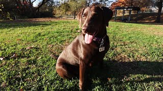 Cute Labrador Retrievers - Mattie the Chocolate Lab (Episode 2)