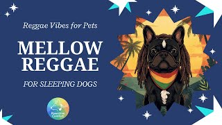 Pawsitive Comfort | Mellow Reggae for Sleeping Dogs | Calming Music for Deep Sleep & Anxiety Relief