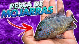 FISHING FOR MOJARRAS IN THE RIVER