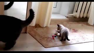 Feline Friendship: Tikhon Welcomes Misha Home \ Episode 1